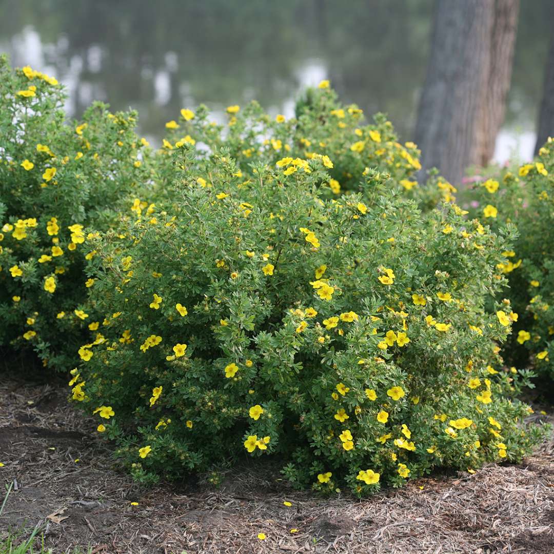 Happy Face Yellow Potentilla | Spring Meadow - wholesale liners 